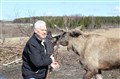 Per Lillieroth matar älgen.JPG